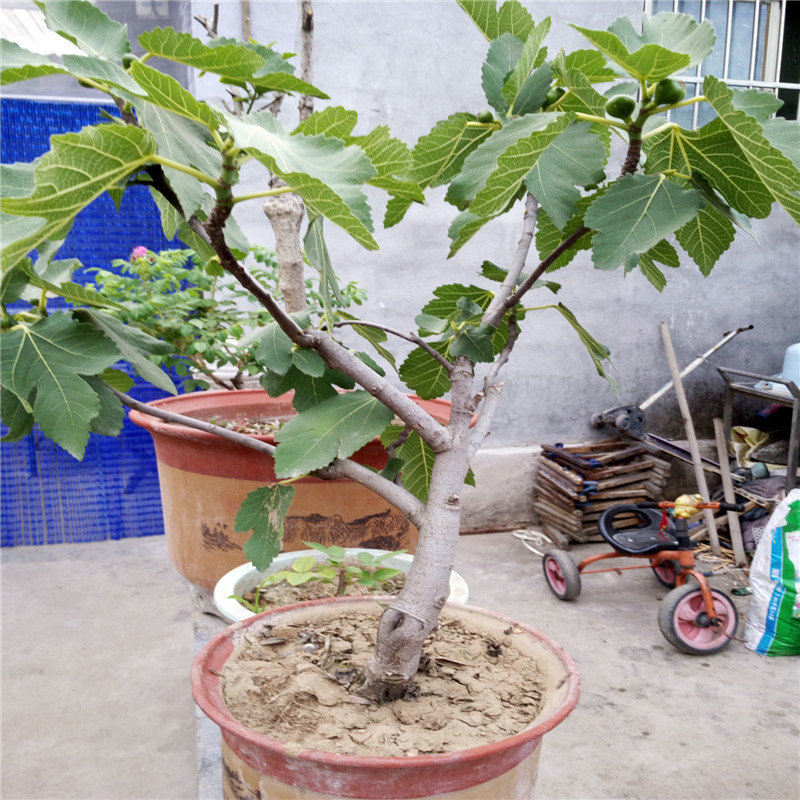 無(wú)花果苗
