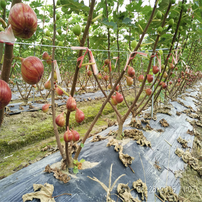 無(wú)花果苗