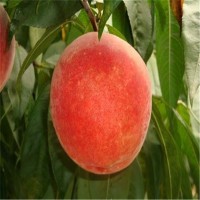 出售早熟桃樹苗 春雪桃樹苗價(jià)格 基地現(xiàn)挖現(xiàn)賣 泰達(dá)園藝場(chǎng)桃樹苗