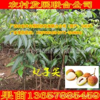 嫁接妃子笑荔枝苗甜早熟高產(chǎn)果樹綠化無(wú)核園藝農(nóng)場(chǎng)批發(fā)零南北盆栽