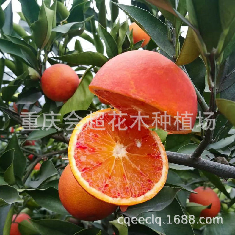 塔羅科血橙圖4