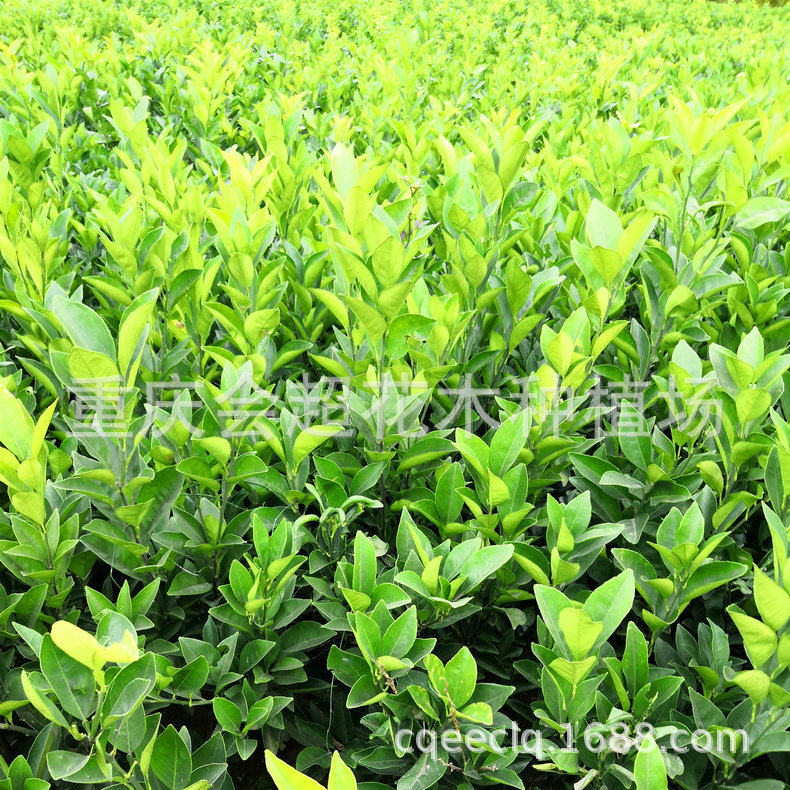 紐荷爾臍橙苗4