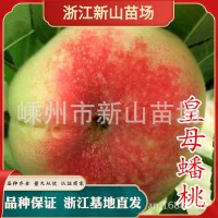 皇母蟠桃苗 銀河蟠桃苗上海蟠桃苗王母蟠桃金山蟠桃樹苗新山苗場