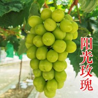 陽光玫瑰葡萄苗 5bb 3309 貝達青提無籽 日本香印晴王葡萄苗