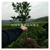 正宗黃巖蜜桔一年生 樹(shù)苗嫁接早熟無(wú)核蜜桔苗 桔子樹(shù)苗 當(dāng)年結(jié)果
