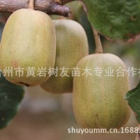樹友苗木-大量供應(yīng)紅陽獼猴桃 1-3年嫁接苗大顆紅陽獼猴桃苗