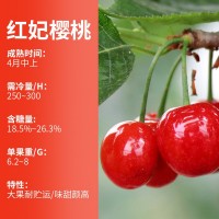 紅妃櫻桃樹櫻桃苗 南方櫻桃南早紅櫻桃苗 低需冷量櫻桃樹苗包技術