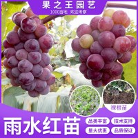 雨水紅葡萄樹苗地栽葡萄果樹苗南方北方種植巨峰夏黑當年高產(chǎn)樹苗