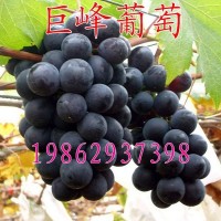 葡萄樹(shù)苗 巨峰葡萄苗結(jié)果樹(shù) 南北方種植樹(shù)苗 巨峰葡萄果樹(shù)苗