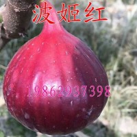 波姬紅無花果樹苗 盆栽地栽無花果苗庭院果樹南北方種植當(dāng)年結(jié)