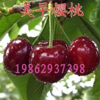 大櫻桃樹(shù)苗 美早櫻桃苗 嫁接櫻桃苗 南北方種植果樹(shù)苗可盆栽地栽