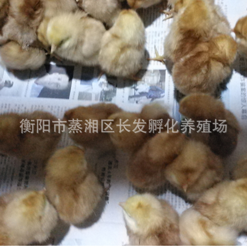 海蘭褐蛋雞苗 (2).jpg