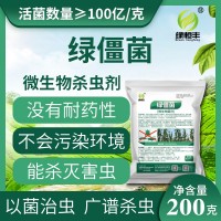 綠僵菌有機微生物殺蟲劑蠐螬地老虎螻蛄金龜子臭蟲蝗蟲菜青蟲