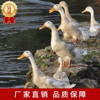 蛋鴨母廟廠家直供批發(fā)包運(yùn)輸包路途成活價(jià)格優(yōu)惠