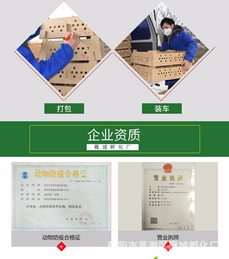 雁城詳情頁-青腳土雞苗_08.jpg