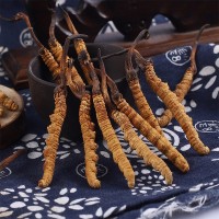 那曲蟲(chóng)草 藏民家中采購(gòu)冬蟲(chóng)夏草 實(shí)體店篩選 伙拼活動(dòng)