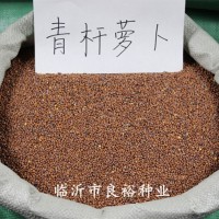 批發(fā) 白桿蘿卜芽苗菜種子 水培芽苗菜 蘿卜苗種子當(dāng)季新種