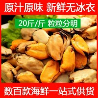 海虹鮮活海虹肉冷凍批發(fā)海鮮水產(chǎn)青口貽貝淡菜