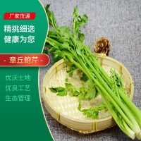 現(xiàn)貨供應(yīng)鮑芹 章丘新鮮鮑芹新鮮采摘炒菜食用 無絲無渣脆嫩無渣