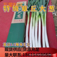 優(yōu)惠章丘大蔥 章丘特產(chǎn)大梧桐女郎山大蔥 蔥白 煎餅卷大蔥禮盒版