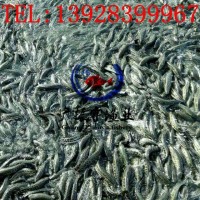 黑魚魚苗批發(fā) 烏魚苗 生魚苗 本地黑魚苗 雜交黑魚苗