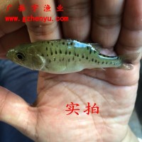 廣東魚苗批發(fā) 鱸魚魚苗 淡水鱸魚苗 加州鱸魚苗 大口黑鱸魚苗