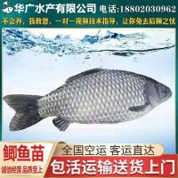 大量鯽魚批發(fā) 中科5號(hào) 白鯽魚苗 銀鯽魚苗湘云鯽魚活體土鯽魚