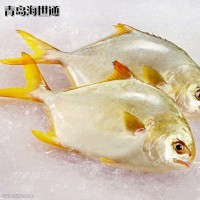 廠家批發(fā) 供應(yīng) 深海網(wǎng)箱 壽司級(jí) 金鯧魚 新鮮金鯧魚