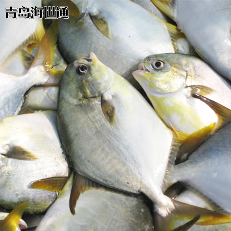 金鯧魚5.jpg