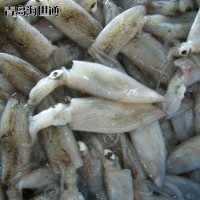 批發(fā)供應(yīng) 北部灣小魷魚 小魷魚 筆管魚 海鮮凍品批發(fā) 6/9