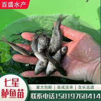 淡水養(yǎng)殖七星鱸魚苗批發(fā)供應(yīng)3~8cm生長(zhǎng)快易養(yǎng)日本花鱸青鱸海鱸魚