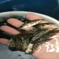 漁場(chǎng)直供斑鱖魚苗大眼翹嘴兇猛路亞肉食淡水養(yǎng)殖活體桂花鱖魚苗