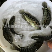 大量供應(yīng)批發(fā)淡水養(yǎng)殖 石斑魚苗價格實惠 成活高