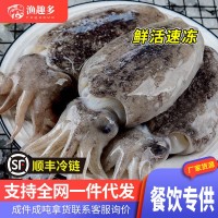 新鮮大墨魚批發(fā)放養(yǎng)墨魚墨斗魚墨魚仔大號(hào)目魚冷凍大烏賊商用
