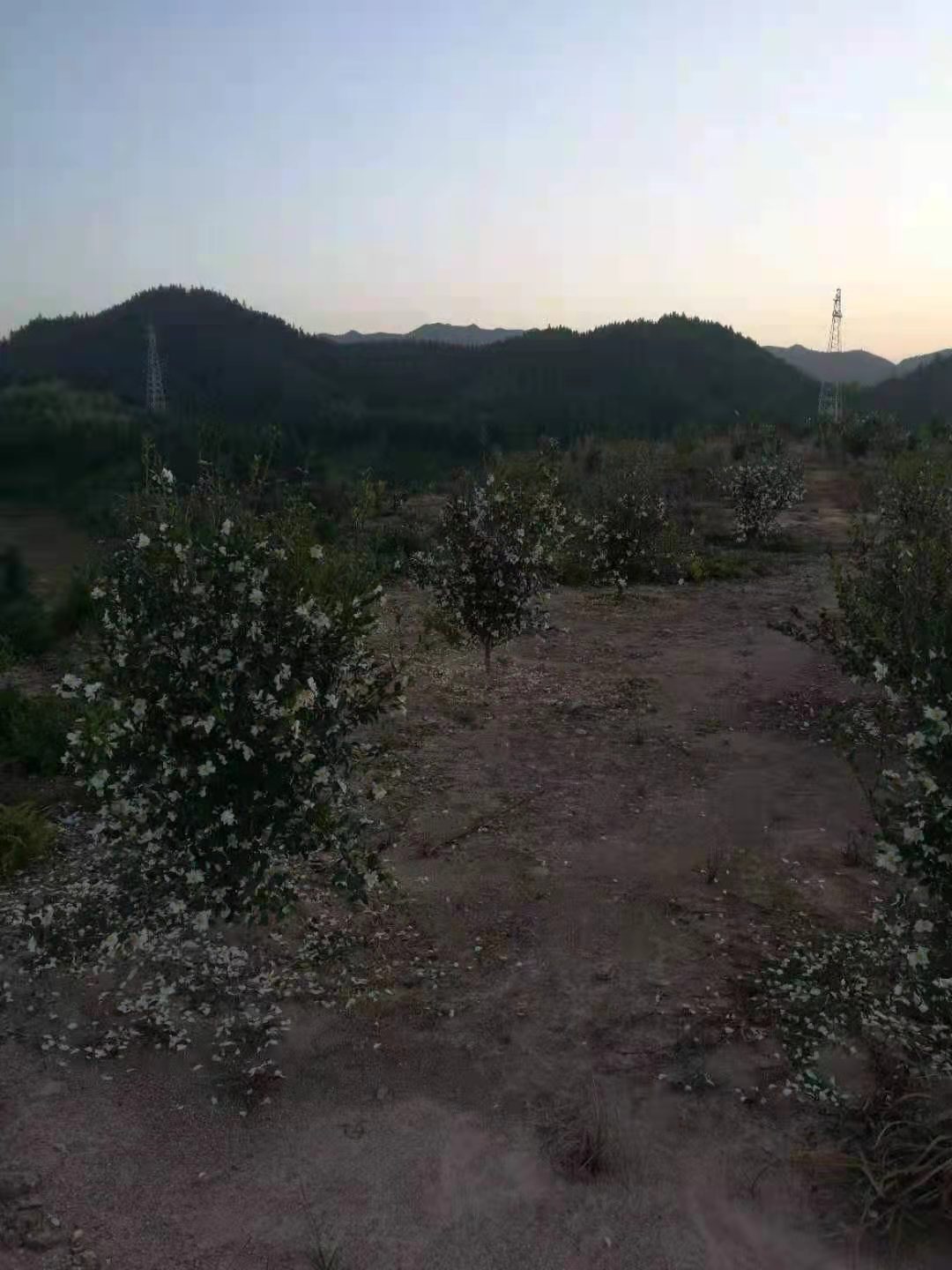 油茶籽和山茶油-3