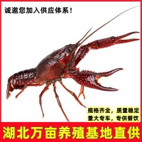 湖北荊州潛江鮮活小龍蝦鮮活水產(chǎn)中青中紅清水蝦餐飲專(zhuān)供產(chǎn)地直發(fā)