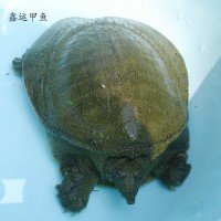 廠家直供安徽大別山鑫鑫甲魚苗 外塘中華鱉生態(tài)養(yǎng)殖老鱉 量大從優(yōu)