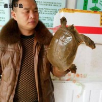 大別山鑫鑫甲魚批發(fā) 外塘中華鱉生態(tài)養(yǎng)殖老鱉 直供老鱉甲魚