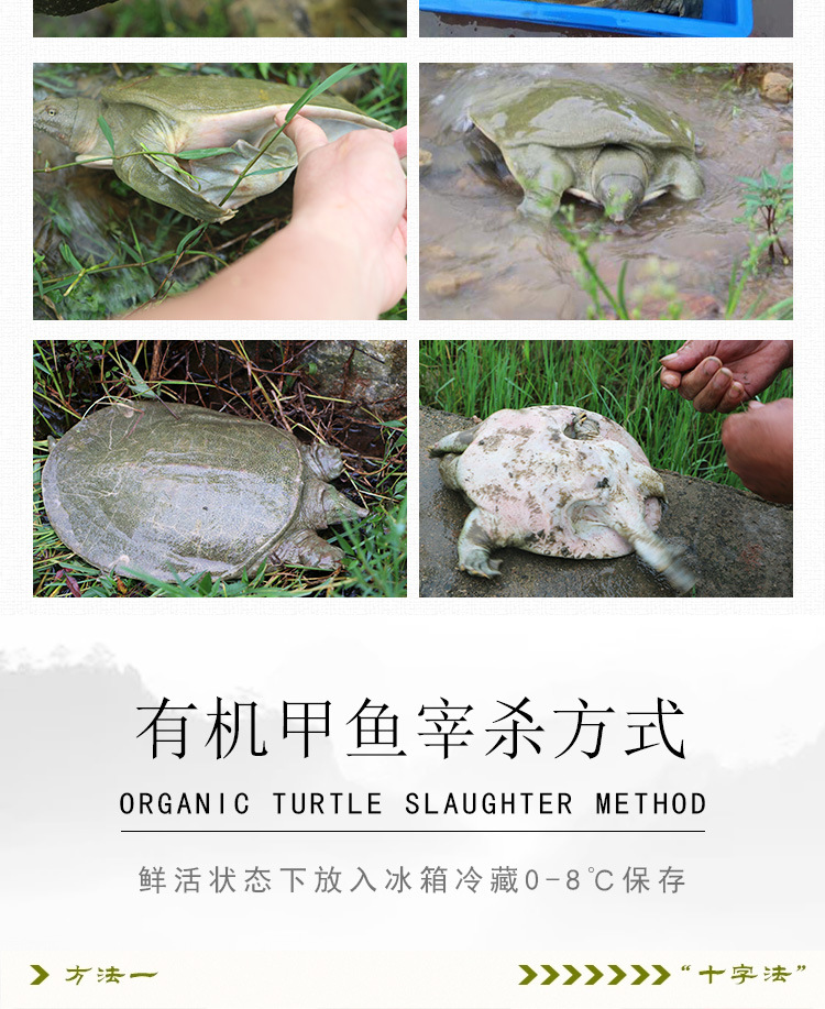 甲魚詳情