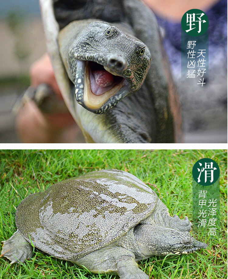 甲魚詳情