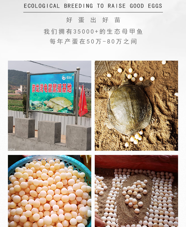 甲魚詳情