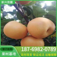 梨苗1公分2公分當(dāng)年生 秋月梨樹苗價格南北方種植圓黃梨樹苗品種