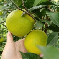 廣西紐赫爾臍橙 無核橙子 當(dāng)季水果現(xiàn)摘6/10斤甜橙子