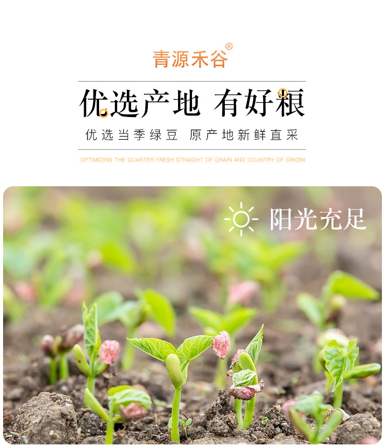 綠豆_10.jpg