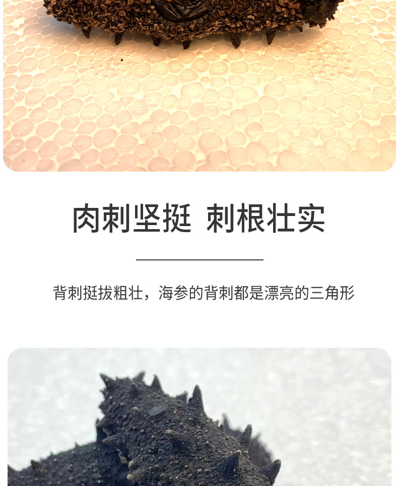 電商直供特級(jí)海參1_03.jpg