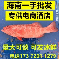 深海東星斑鮮活速凍海南東星斑水產(chǎn)石斑魚酒店商業(yè)供應