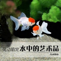 金魚活體蘭壽獅子頭頂紅龍睛鎏金泰獅觀賞魚淡水魚冷水魚小型魚苗