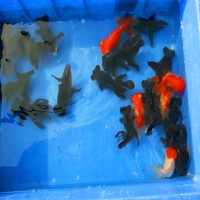 6~8cm規(guī)格觀賞魚金魚批發(fā) 金魚活體冷水魚魚苗批發(fā)求購供應
