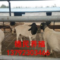 純種杜泊綿羊母羊價(jià)格 哪里有賣純種杜泊綿羊的嗎