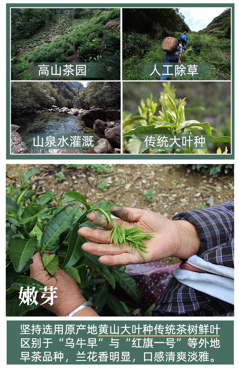 毛峰禮盒詳情頁(yè)_01